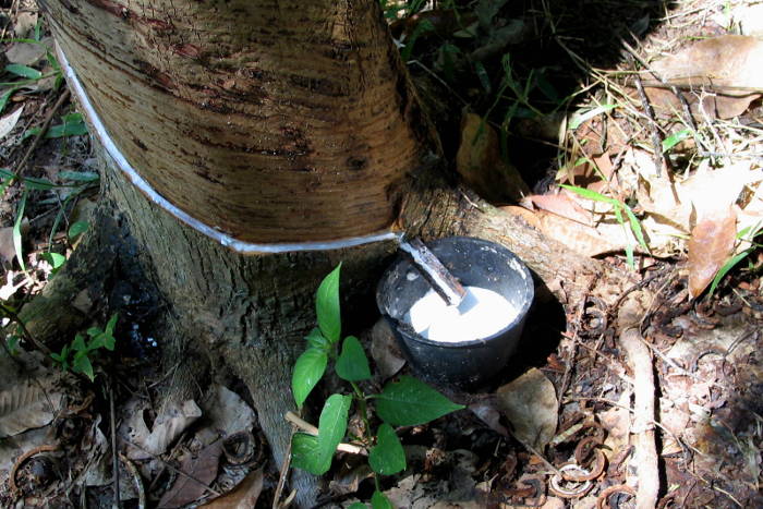 rubber-tapping-1366930_700x467 rubber-tapping-1366930_700x467